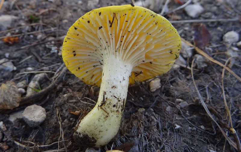 Hygrophorus lucorum